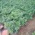 毛娟花苗绿化工程苗紫娟苗映山红花苗庭院盆栽地栽