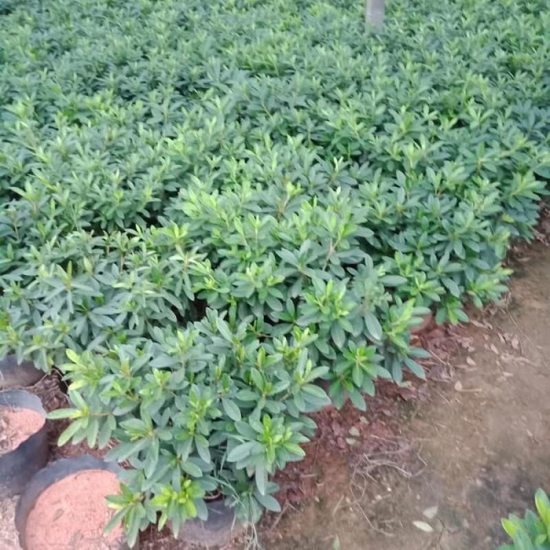 毛娟花苗绿化工程苗紫娟苗映山红花苗庭院盆栽地栽