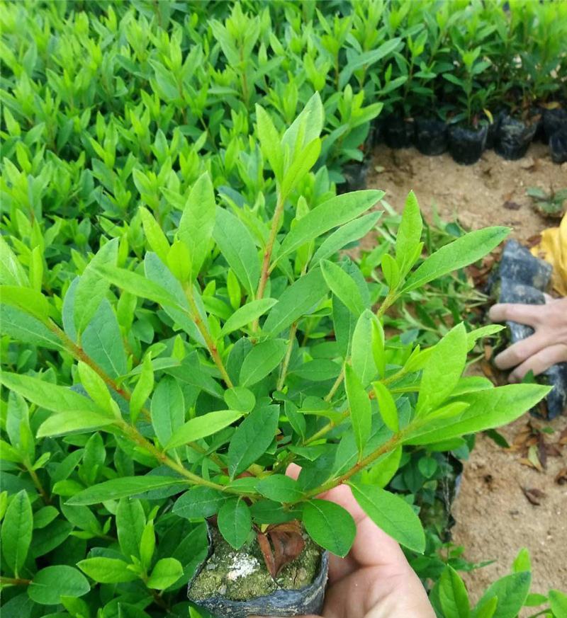 毛娟花苗绿化工程苗紫娟苗映山红花苗庭院盆栽地栽