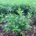 毛娟花苗绿化工程苗紫娟苗映山红花苗庭院盆栽地栽