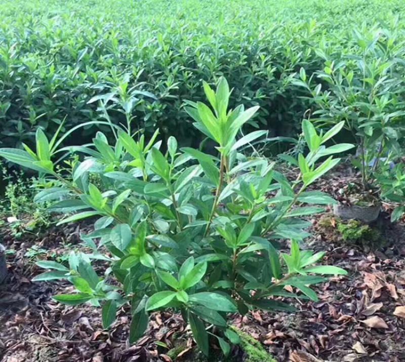 毛娟花苗绿化工程苗紫娟苗映山红花苗庭院盆栽地栽