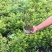 毛娟花苗绿化工程苗紫娟苗映山红花苗庭院盆栽地栽