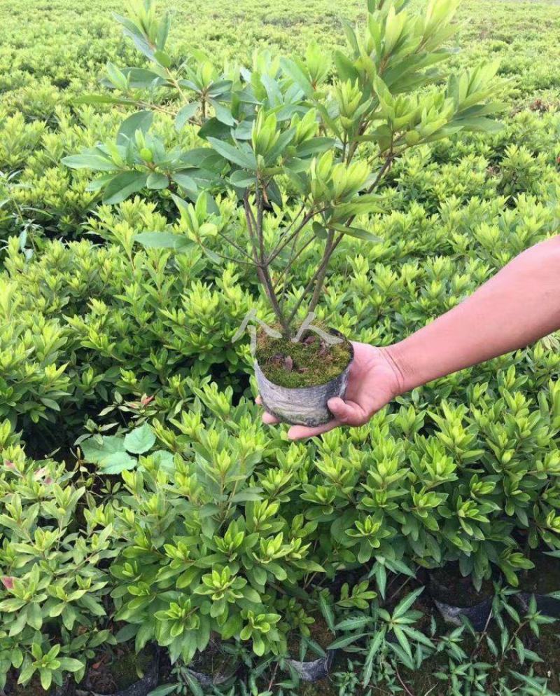毛娟花苗绿化工程苗紫娟苗映山红花苗庭院盆栽地栽