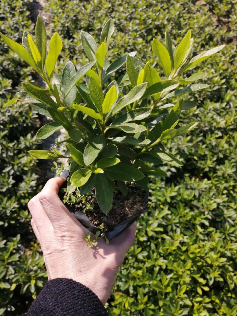 毛娟花苗绿化工程苗紫娟苗映山红花苗庭院盆栽地栽