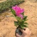 毛娟花苗绿化工程苗紫娟苗映山红花苗庭院盆栽地栽