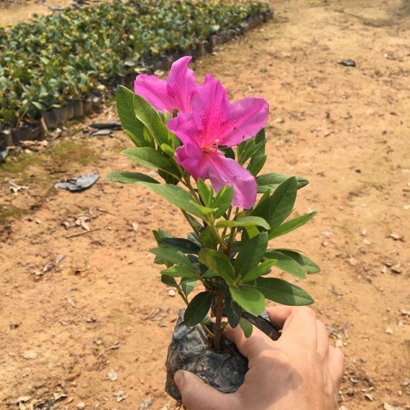 毛娟花苗绿化工程苗紫娟苗映山红花苗庭院盆栽地栽