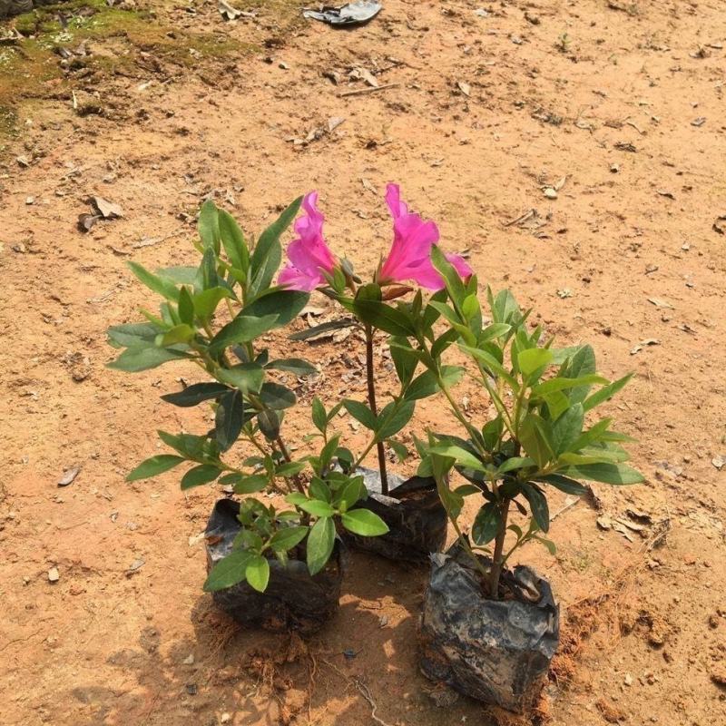 毛娟花苗绿化工程苗紫娟苗映山红花苗庭院盆栽地栽
