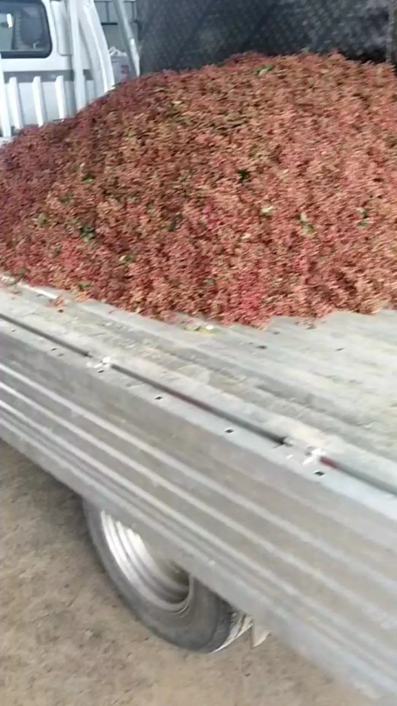山西高山野生红色花椒