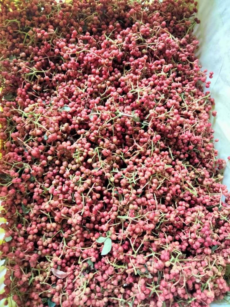 山西高山野生红色花椒