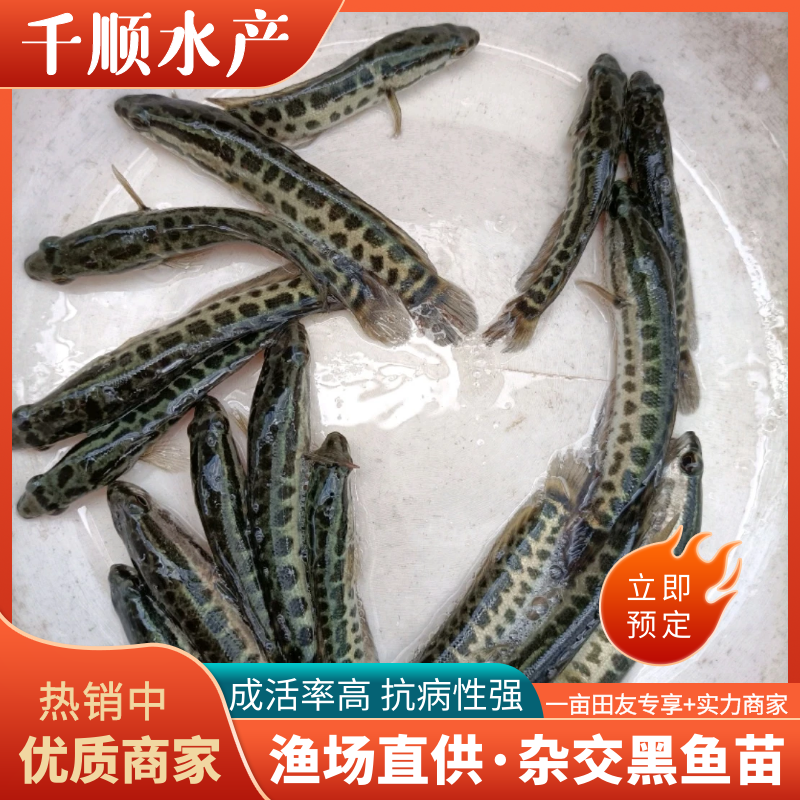 【黑鱼苗】杂交黑鱼苗训化吃饲料渔场直发价格优惠成活率高