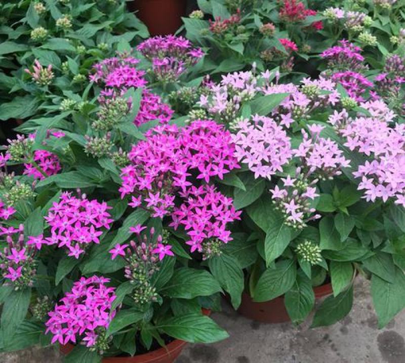 五星花繁星花苗盆栽室内阳台花卉绿植耐热好养带花苞原土原盆