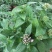 五星花繁星花苗盆栽室内阳台花卉绿植耐热好养带花苞原土原盆