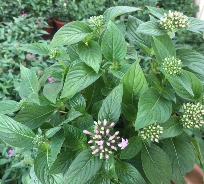 五星花繁星花苗盆栽室内阳台花卉绿植耐热好养带花苞原土原盆