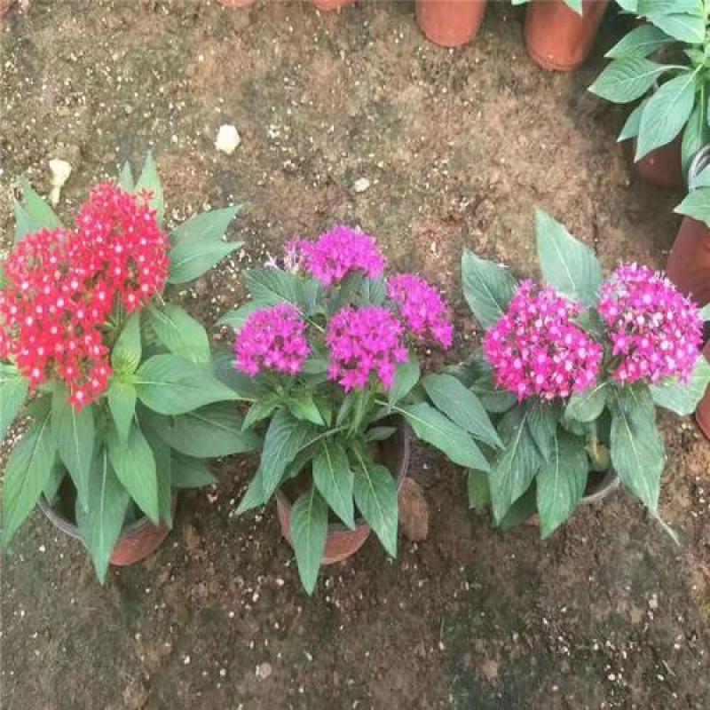 五星花繁星花苗盆栽室内阳台花卉绿植耐热好养带花苞原土原盆