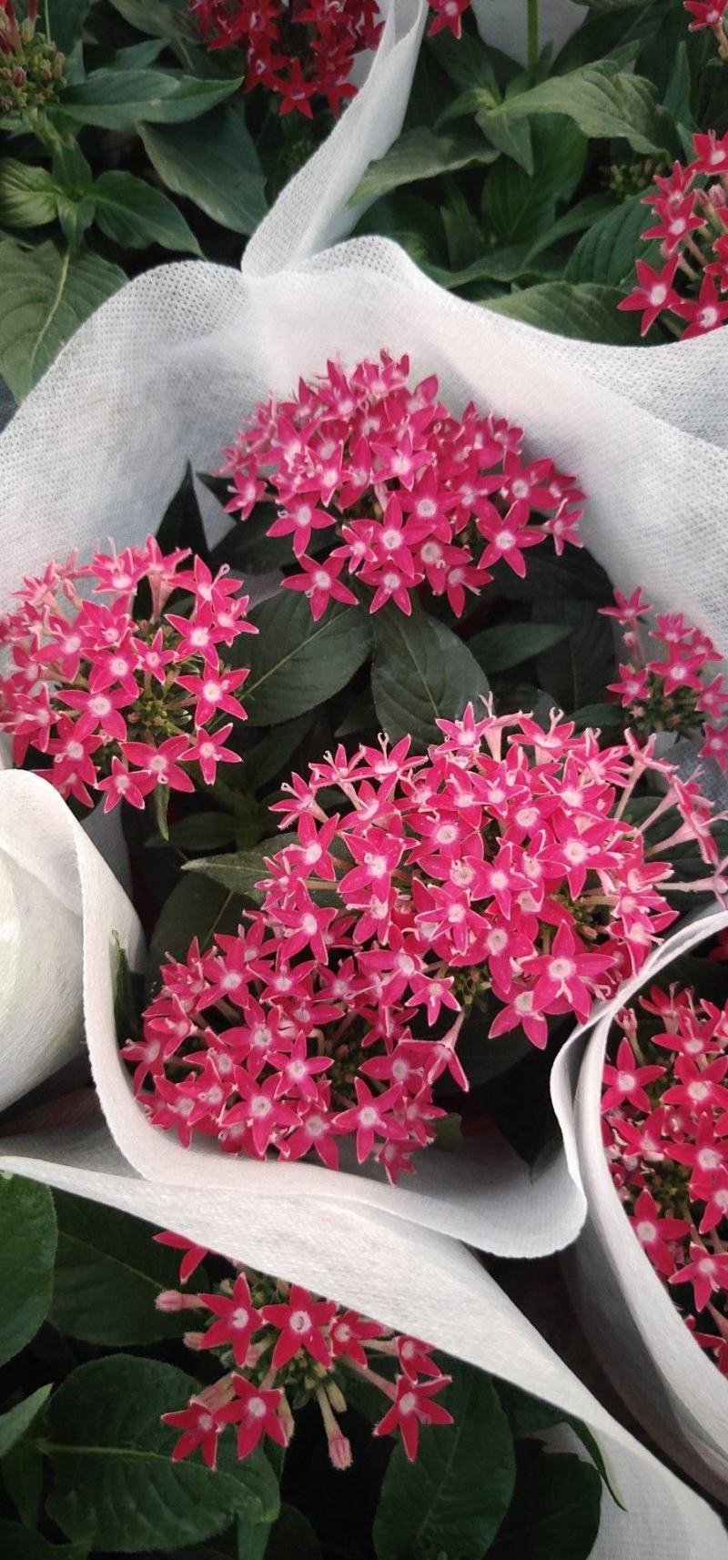 五星花繁星花苗盆栽室内阳台花卉绿植耐热好养带花苞原土原盆