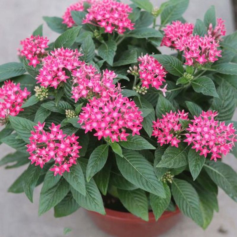 五星花繁星花苗盆栽室内阳台花卉绿植耐热好养带花苞原土原盆