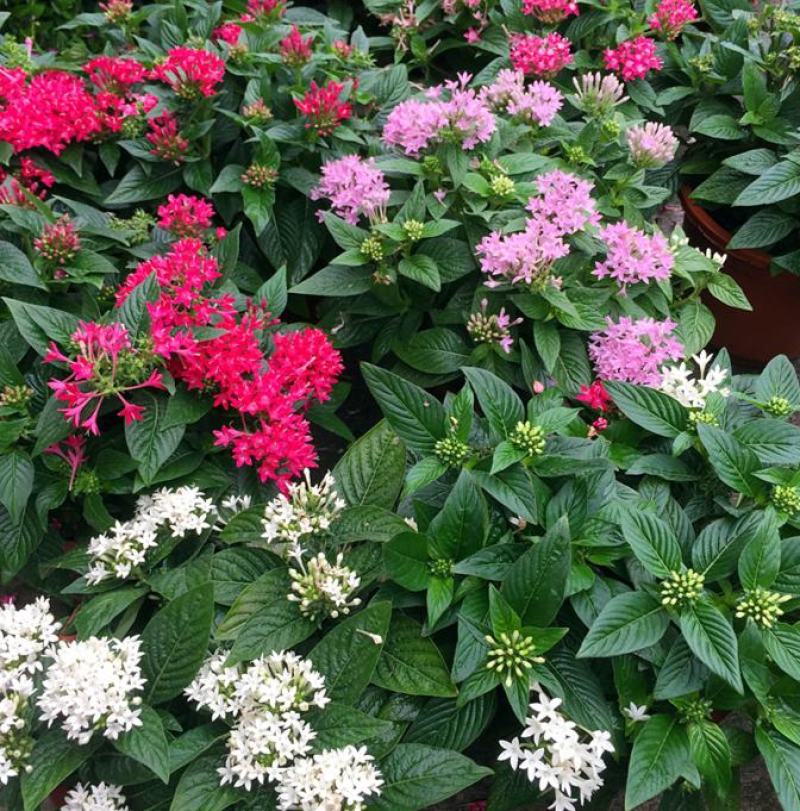 五星花繁星花苗盆栽室内阳台花卉绿植耐热好养带花苞原土原盆