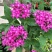五星花繁星花苗盆栽室内阳台花卉绿植耐热好养带花苞原土原盆