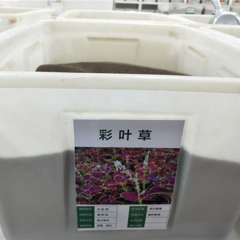 彩叶草种子观叶花草观赏四季可播易种室内阳台盆栽花卉植物