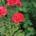 月季花种子混色月季花多年生四季开花阳台盆栽庭院绿植观赏