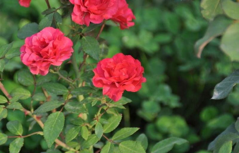 月季花种子混色月季花多年生四季开花阳台盆栽庭院绿植观赏