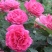 月季花种子混色月季花多年生四季开花阳台盆栽庭院绿植观赏