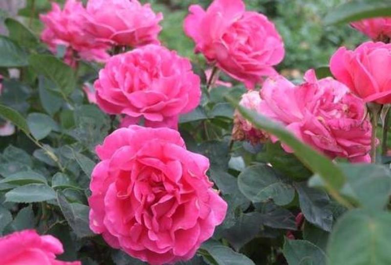 月季花种子混色月季花多年生四季开花阳台盆栽庭院绿植观赏
