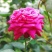 月季花种子混色月季花多年生四季开花阳台盆栽庭院绿植观赏