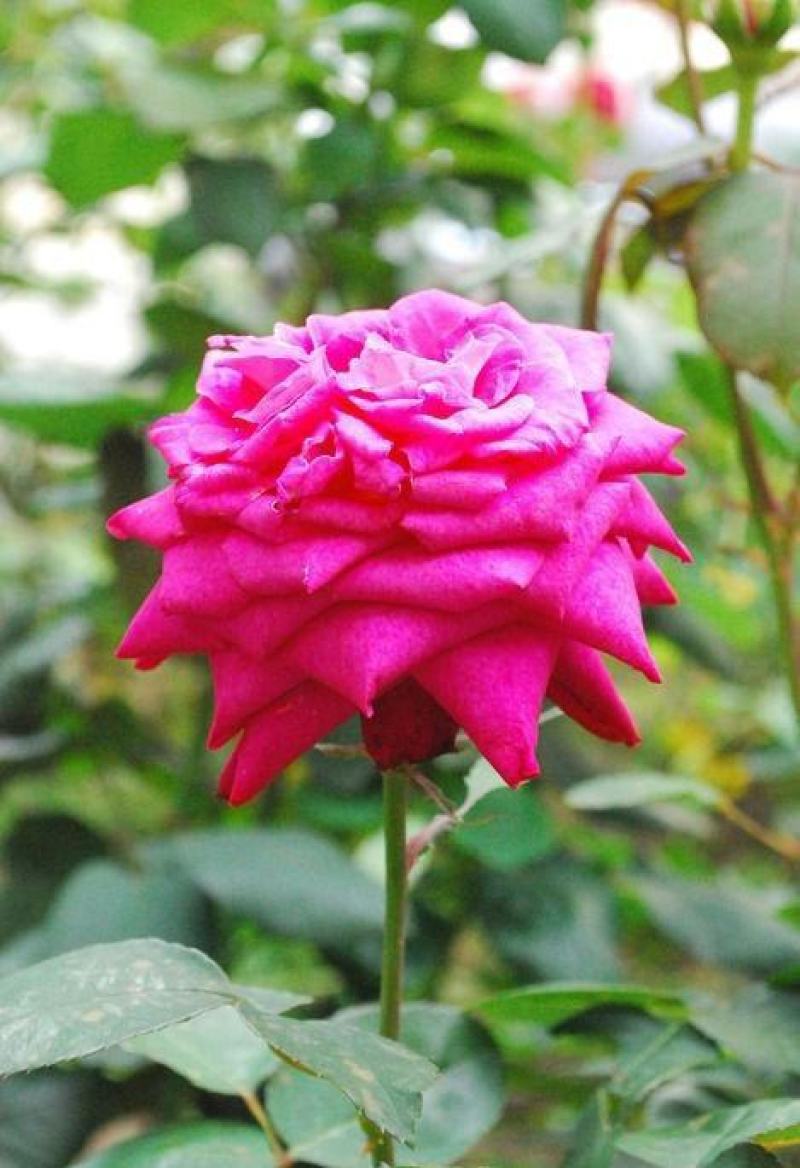月季花种子混色月季花多年生四季开花阳台盆栽庭院绿植观赏