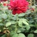 月季花种子混色月季花多年生四季开花阳台盆栽庭院绿植观赏