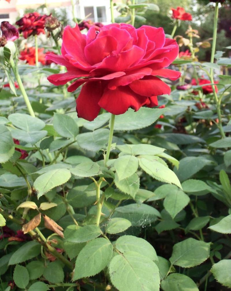 月季花种子混色月季花多年生四季开花阳台盆栽庭院绿植观赏