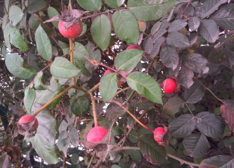 月季花种子混色月季花多年生四季开花阳台盆栽庭院绿植观赏