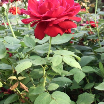 月季花种子混色月季花多年生四季开花阳台盆栽庭院绿植观赏