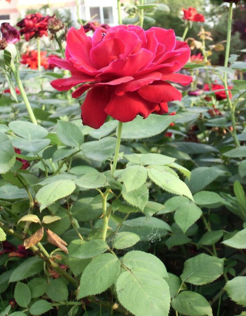 月季花种子混色月季花多年生四季开花阳台盆栽庭院绿植观赏
