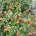 月季花种子混色月季花多年生四季开花阳台盆栽庭院绿植观赏