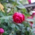 月季花种子混色月季花多年生四季开花阳台盆栽庭院绿植观赏