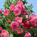 藤本月季花种子四季开花蔷薇玫瑰花种子阳台盆栽庭院爬藤观花
