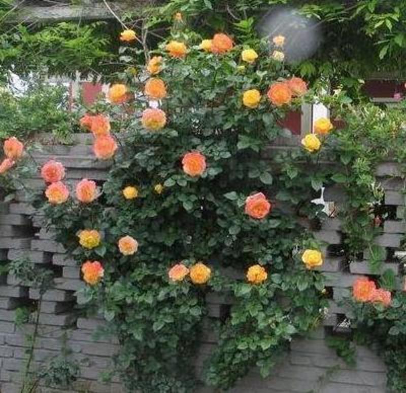 藤本月季花种子四季开花蔷薇玫瑰花种子阳台盆栽庭院爬藤观花