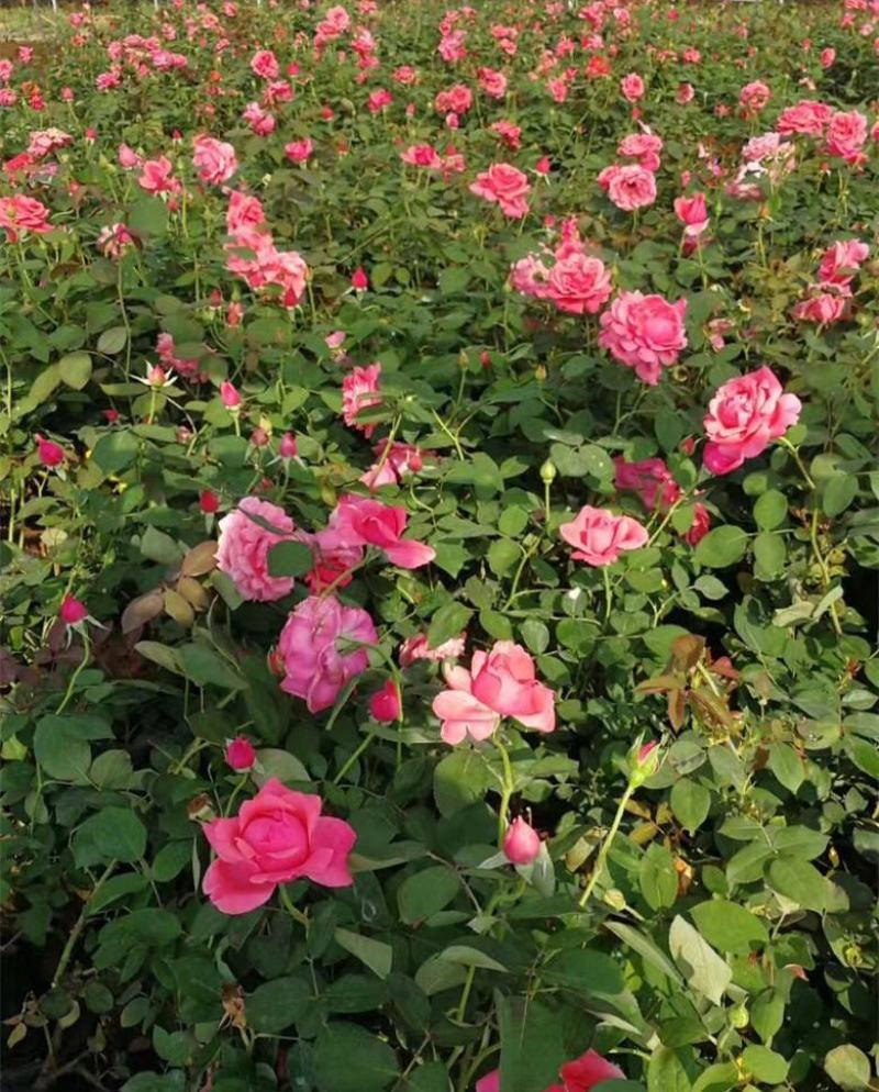 地被月季花种子玫瑰花种子蔷薇花种子四季易活室内阳台花