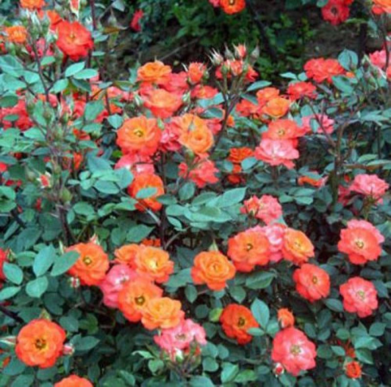 地被月季花种子玫瑰花种子蔷薇花种子四季易活室内阳台花