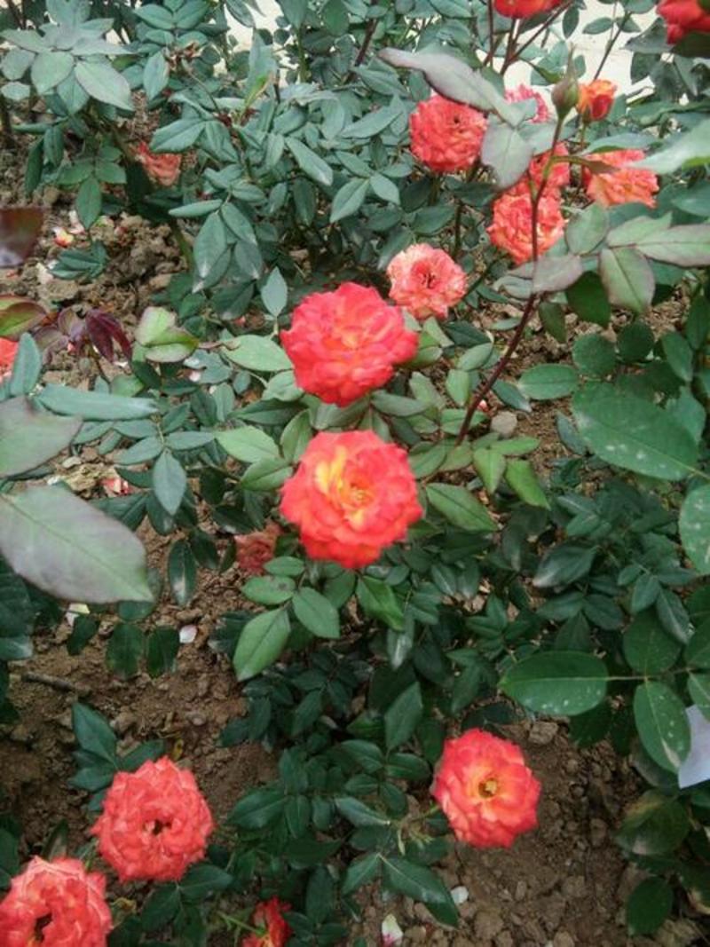 地被月季花种子玫瑰花种子蔷薇花种子四季易活室内阳台花
