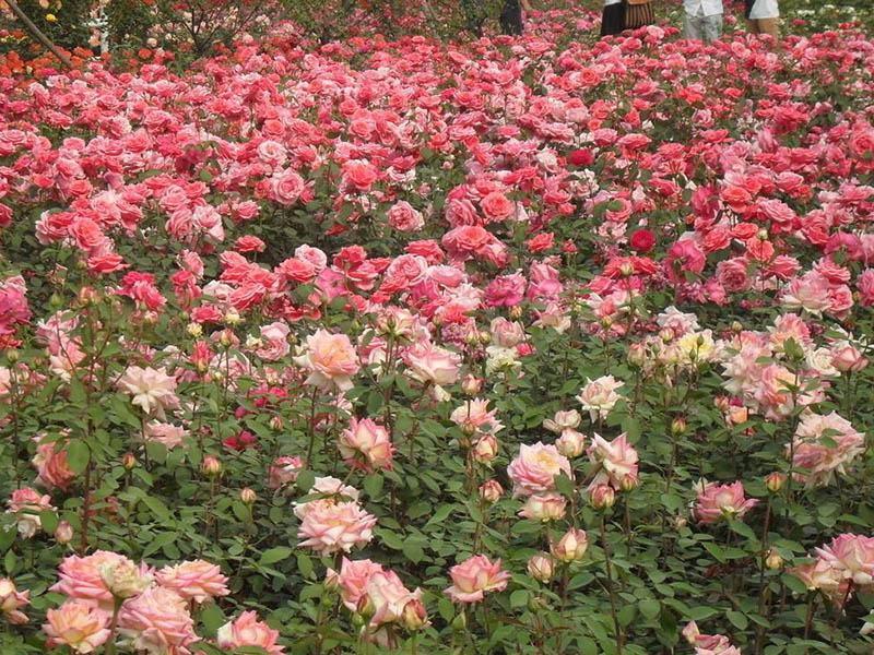 地被月季花种子玫瑰花种子蔷薇花种子四季易活室内阳台花