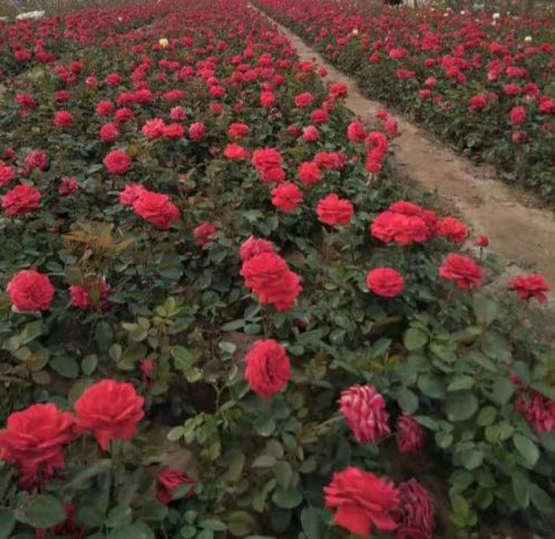 地被月季花种子玫瑰花种子蔷薇花种子四季易活室内阳台花