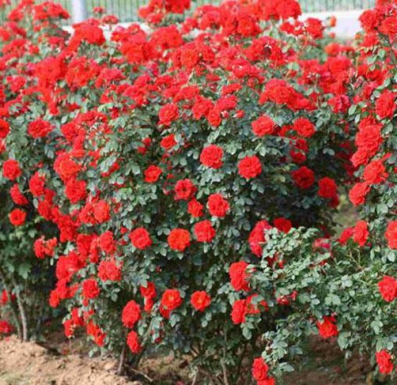 地被月季花种子玫瑰花种子蔷薇花种子四季易活室内阳台花