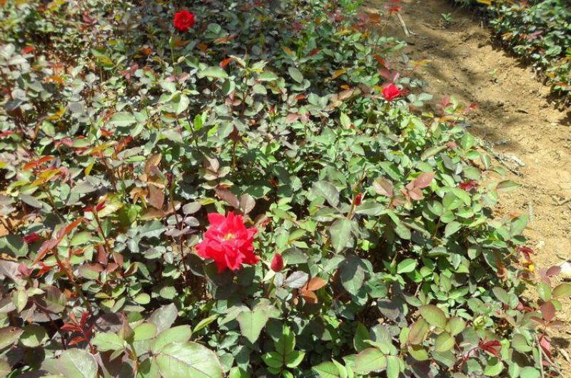 地被月季花种子玫瑰花种子蔷薇花种子四季易活室内阳台花