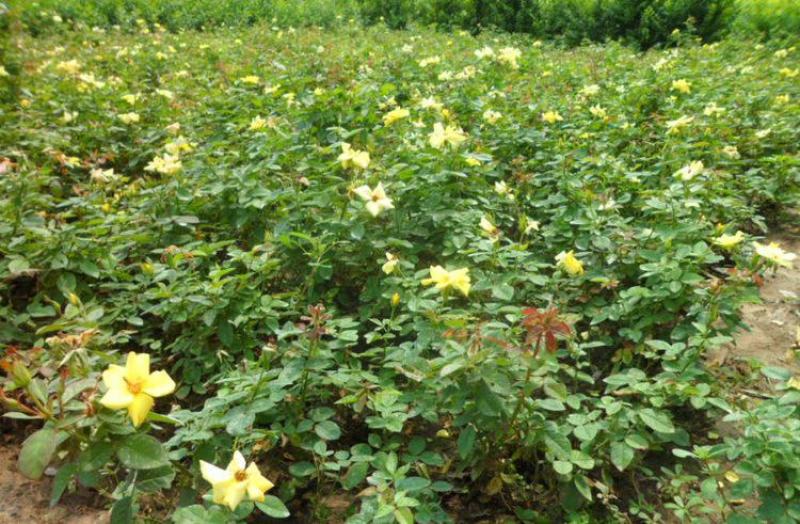 地被月季花种子玫瑰花种子蔷薇花种子四季易活室内阳台花