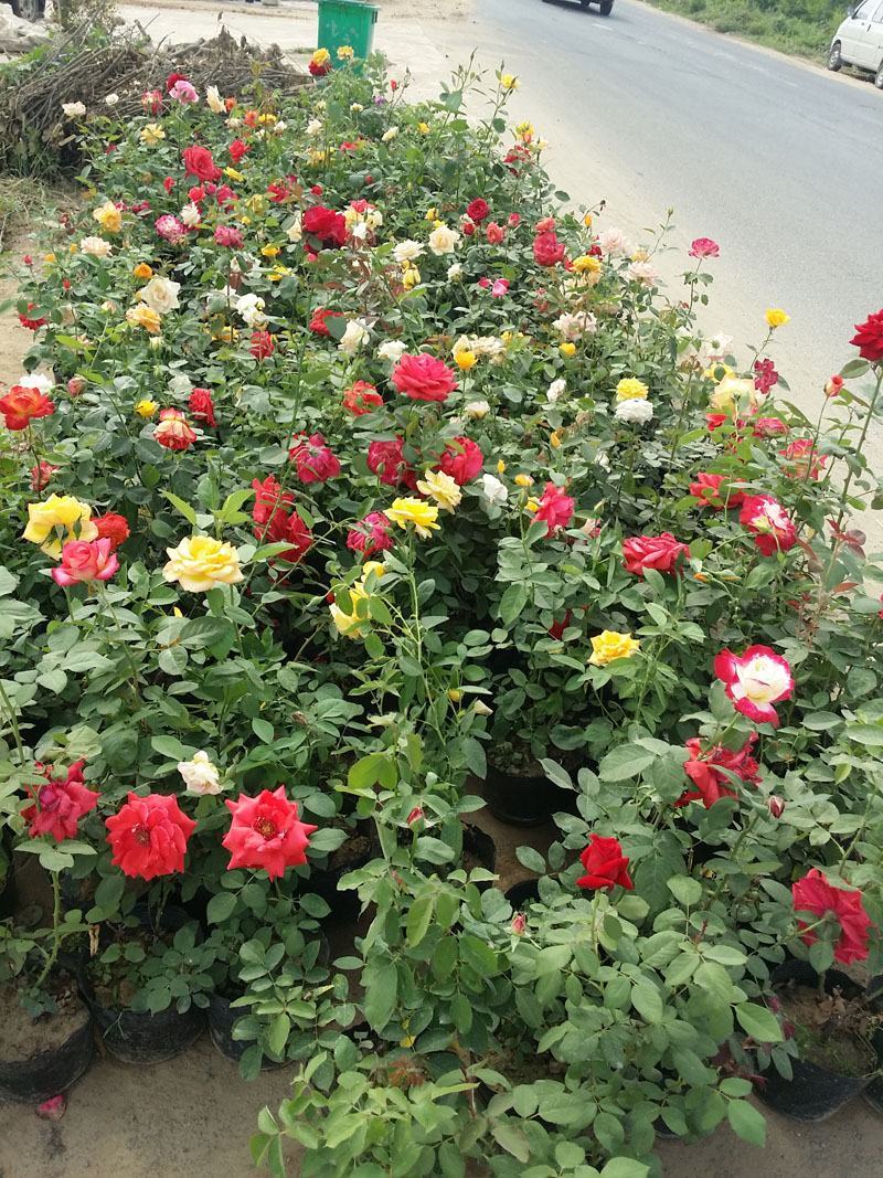 地被月季花种子玫瑰花种子蔷薇花种子四季易活室内阳台花