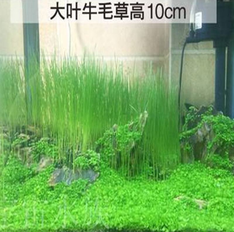 水草种子小对叶大对叶草速成水族箱鱼缸造景前景草坪植物