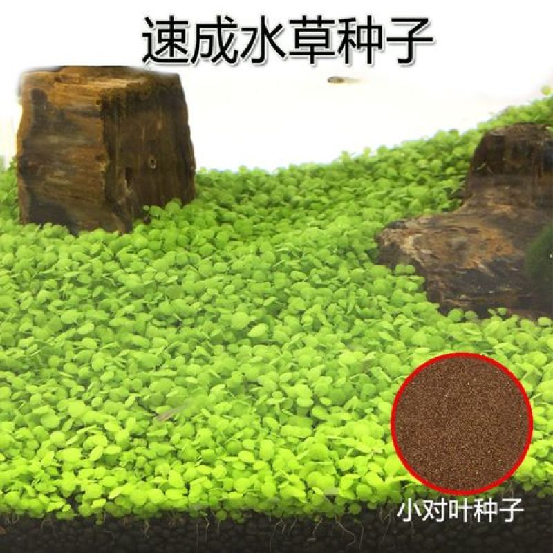 水草种子小对叶大对叶草速成水族箱鱼缸造景前景草坪植物