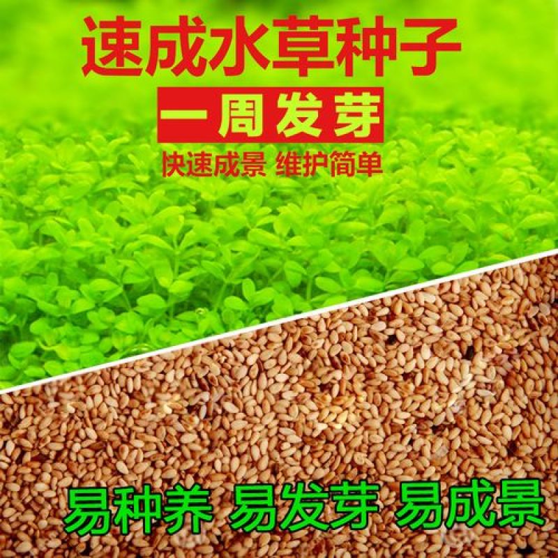 水草种子小对叶大对叶草速成水族箱鱼缸造景前景草坪植物
